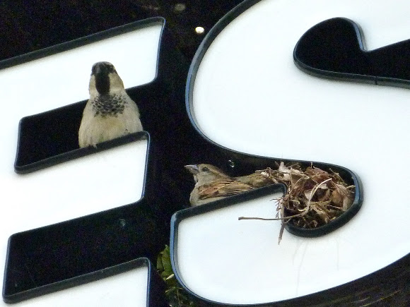 Spotting Image 1