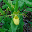 Yellow Lady Slipper