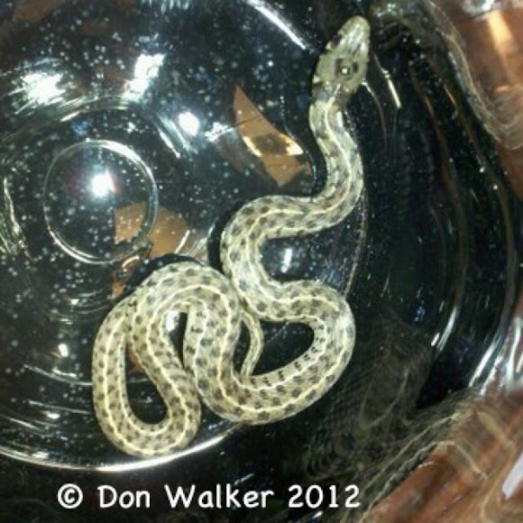 Spotting Image 1