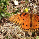 Gulf Fritillary