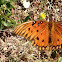 Gulf Fritillary