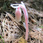 Indian Pipe