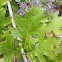Shumard Oak