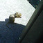 Thirteen-lined ground squirrel