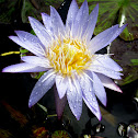 Water Lily