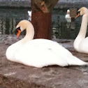 Mute Swan