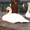 Mute Swan