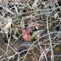 Skunk Cabbage
