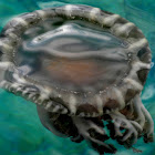 Upside-down Jellyfish