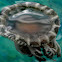 Upside-down Jellyfish