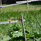 Baltimore oriole