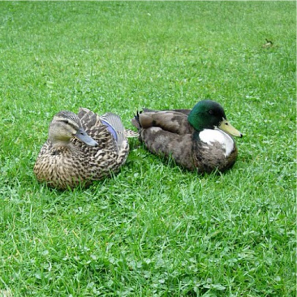 Spotting Image 1
