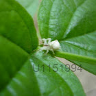 Flower spider