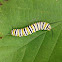 Monarch Butterfly Larva