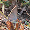 Parrhassius Small Cupid