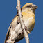 Crossbill; Piquituerto Común