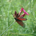 Zygaena minos