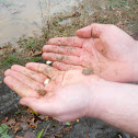 Cricket Frogs