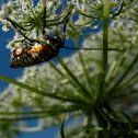 Ailanthus webworm