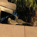 Mourning Dove