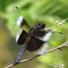 Widow Skimmer Dragonfly
