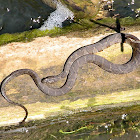 Northern Water Snake