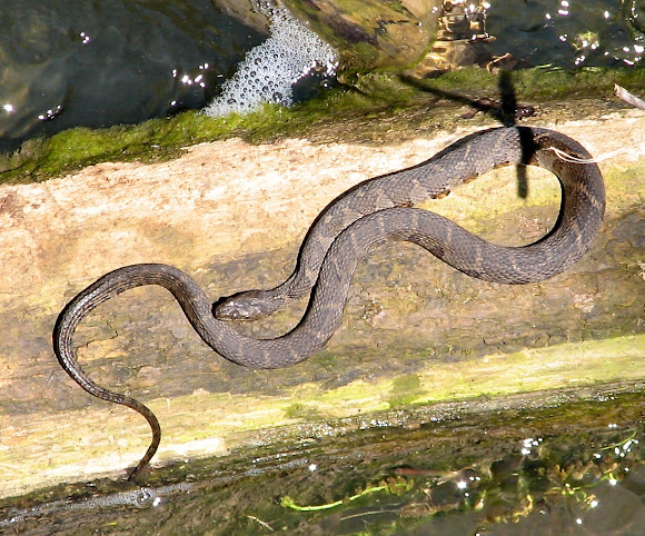 Spotting Image 1