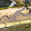 Northern Water Snake