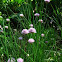 Chives