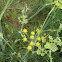 wild fennel