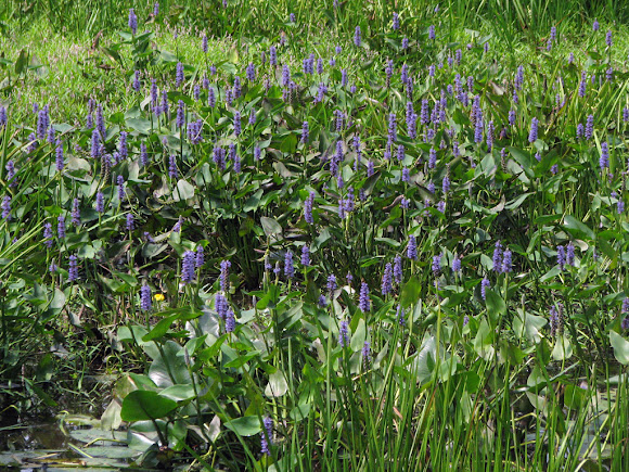 Spotting Image 1