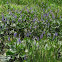 Pickerelweed