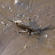 Water Scorpion