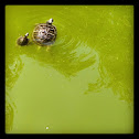 Slider Turtle