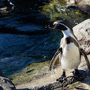 Humboldt Penguin