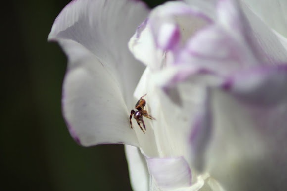 Spotting Image 1