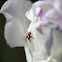 Synema globosum