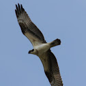 Osprey