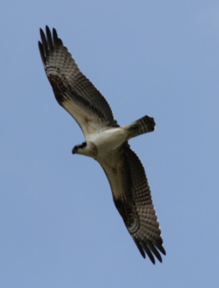 Spotting Image 1