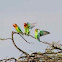 Love Birds