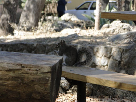 Spotting Image 1