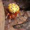 marbled orb weaver spider