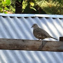 Scaled Dove