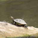 Red-eared Slider