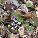 Hepatica species