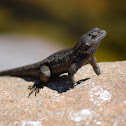 Southern Sagebrush Lizard