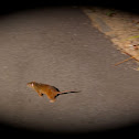 Musky rat-kangaroo