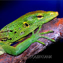 Emerald Tree Monitor