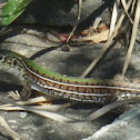 Lagartija verde de cuatro dedos
