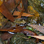 Wood Frog